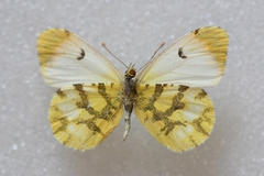 Anthocharis euphenoides