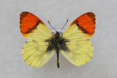 Anthocharis euphenoides