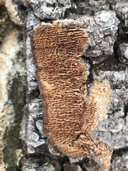 Trichaptum perrottetii