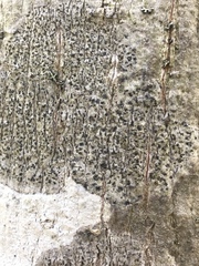 Arthonia radiata