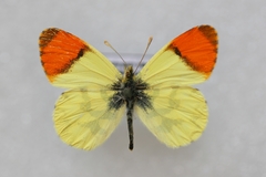 Anthocharis euphenoides