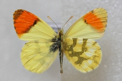 Anthocharis euphenoides