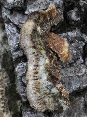 Trichaptum perrottetii