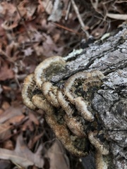 Trichaptum perrottetii