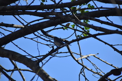 Polioptila