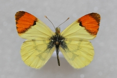 Anthocharis euphenoides