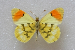 Anthocharis euphenoides