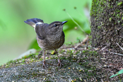 Myiothlypis fulvicauda image