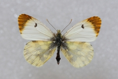 Anthocharis euphenoides