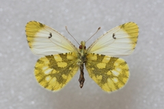 Anthocharis euphenoides