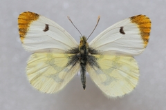 Anthocharis euphenoides