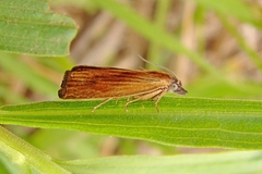 Eucosma umbrastriana