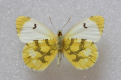 Anthocharis euphenoides