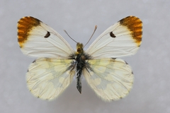 Anthocharis euphenoides