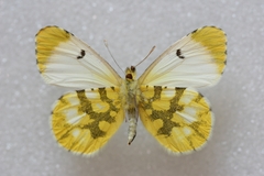 Anthocharis euphenoides