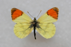 Anthocharis euphenoides