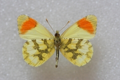 Anthocharis euphenoides