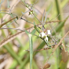 Araujia angustifolia