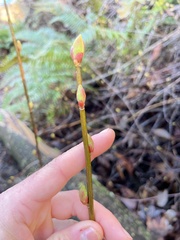 Oemleria cerasiformis