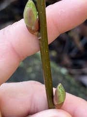 Oemleria cerasiformis