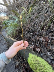 Oemleria cerasiformis