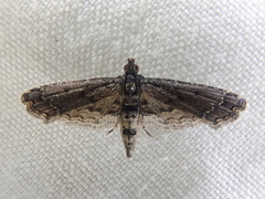 Sufetula