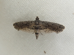 Sufetula