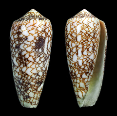 Conus omaria