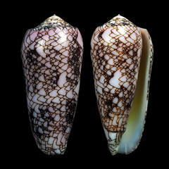 Conus omaria
