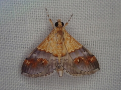 Tetracona amathealis