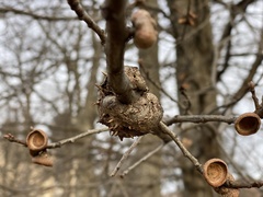 Callirhytis quercuscornigera