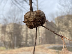 Callirhytis quercuscornigera