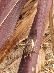 Gelidea torrida