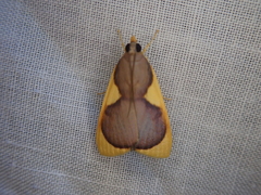 Prooedema inscisalis