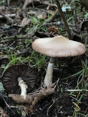 Psathyrella longistriata