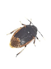 Adrisa flavomarginata