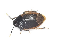 Adrisa flavomarginata