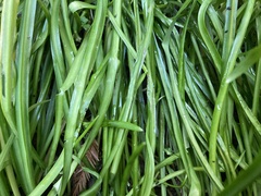 Allium triquetrum