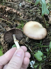 Psathyrella longistriata