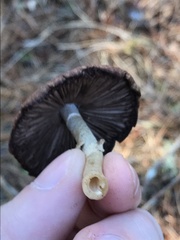 Psathyrella longistriata