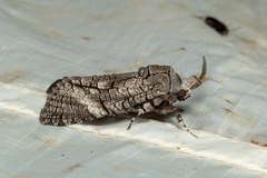 Culama australis
