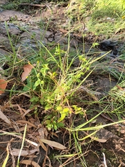 Bidens pilosa pilosa