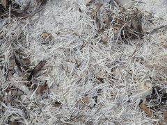 Syringodium filiforme