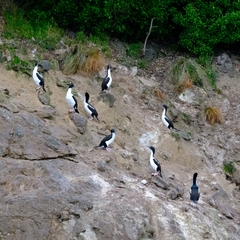 Leucocarbo carunculatus