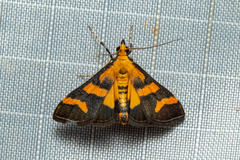 Metallarcha achoeusalis