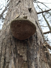 Pyrofomes juniperinus
