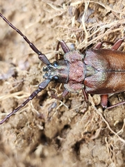 Pyrodes nitidus