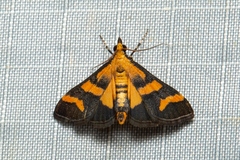 Metallarcha achoeusalis