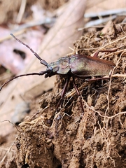 Pyrodes nitidus