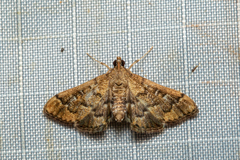 Nacoleia rhoeoalis